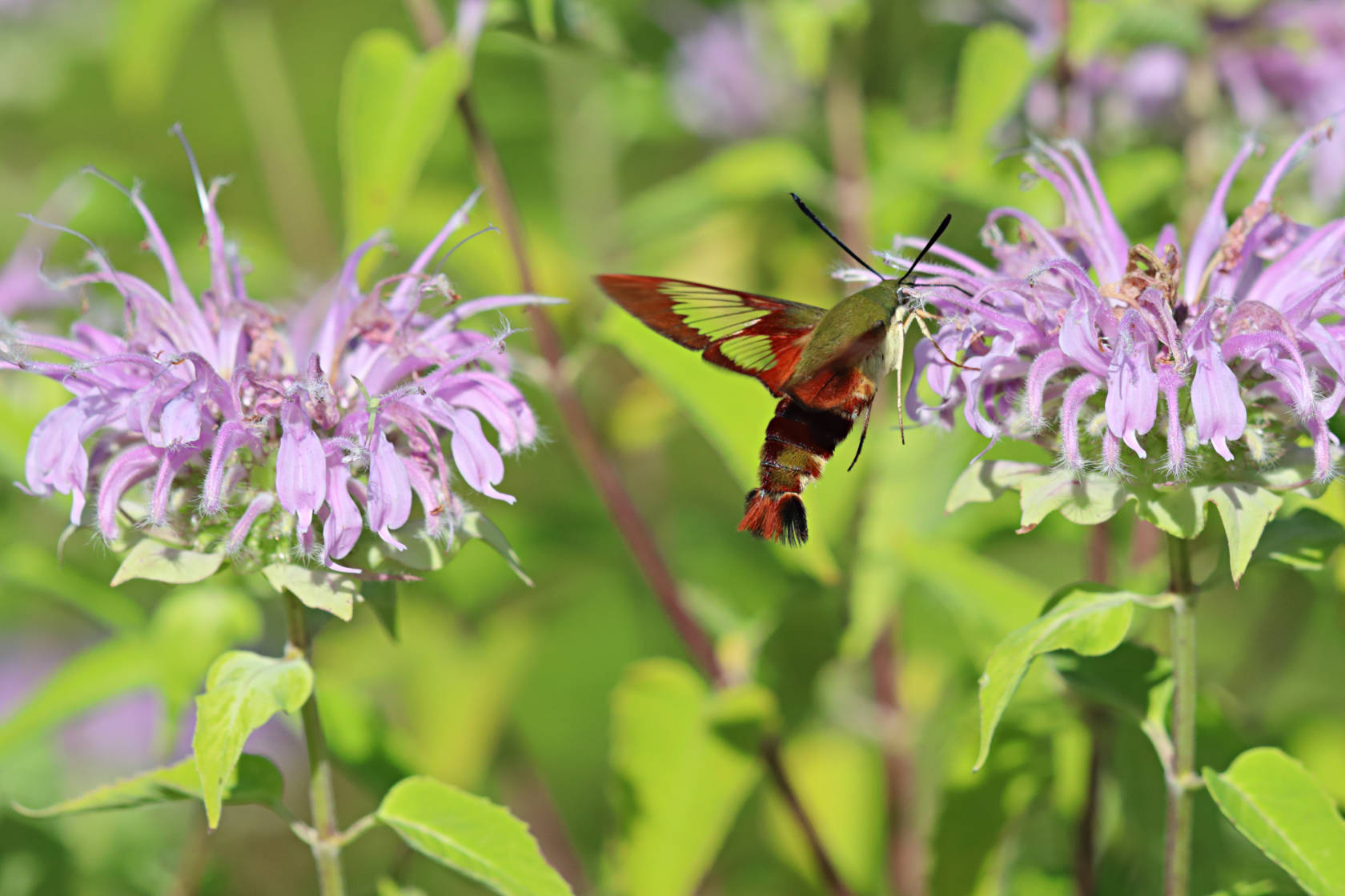 Hummingbird Clearwing Moth on Wild Bergamot