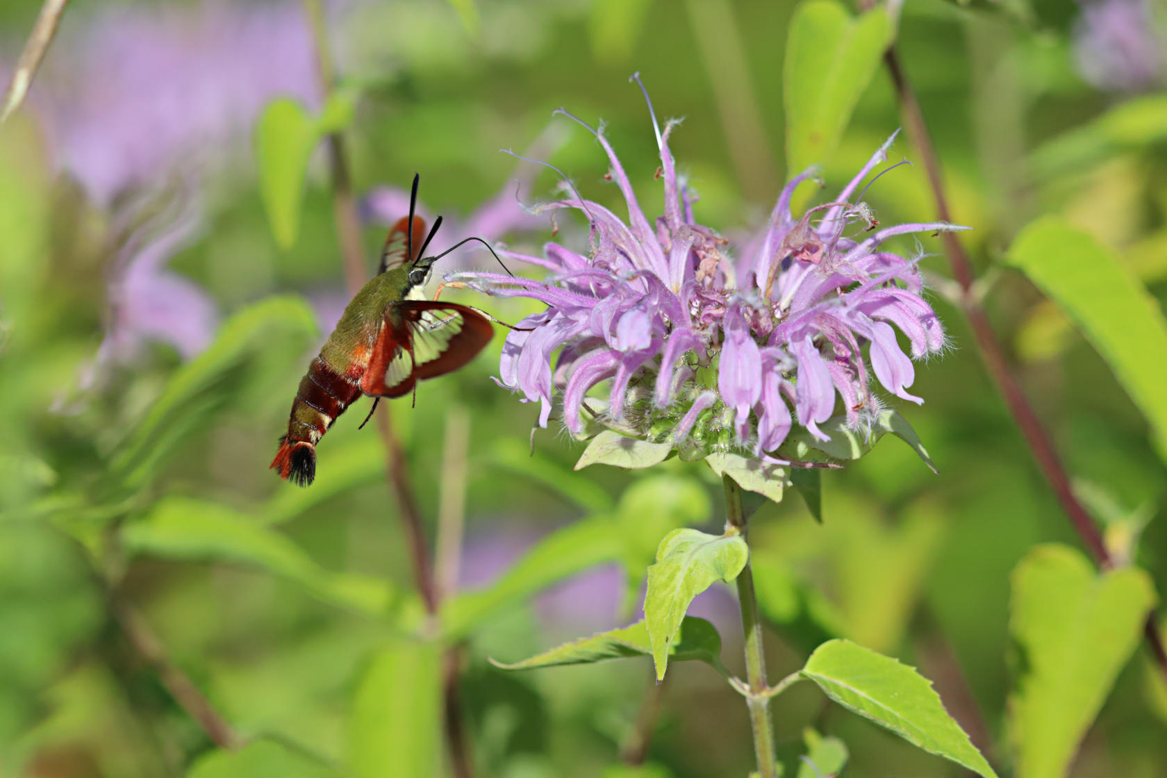 Hummingbird Clearwing Moth on Wild Bergamot