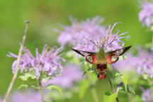 Hummingbird Clearwing Moth on Wild Bergamot