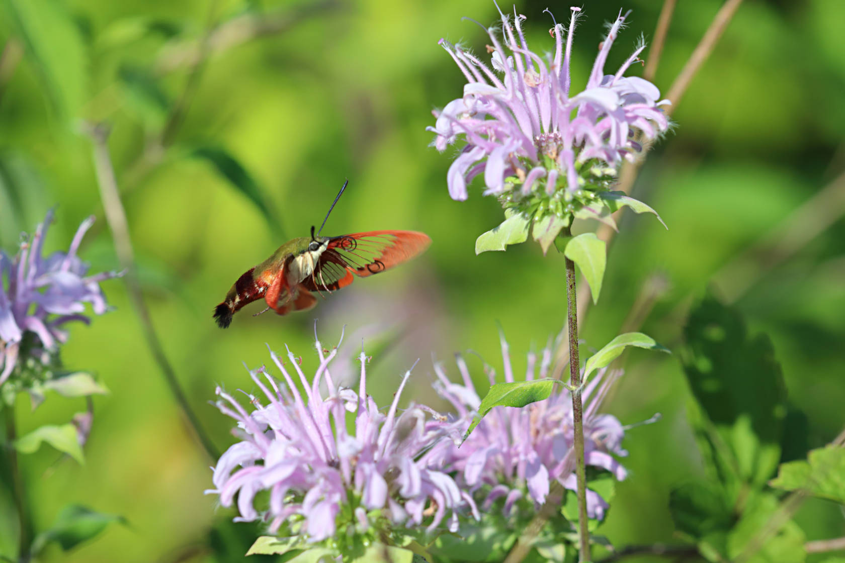 Hummingbird Clearwing Moth on Wild Bergamot