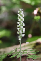 Downy Rattlesnake Plantain