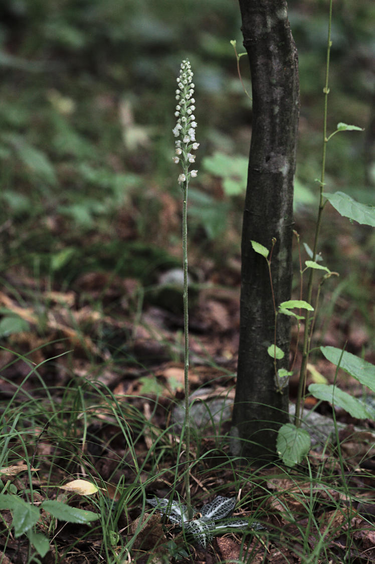 Downy Rattlesnake Plantain