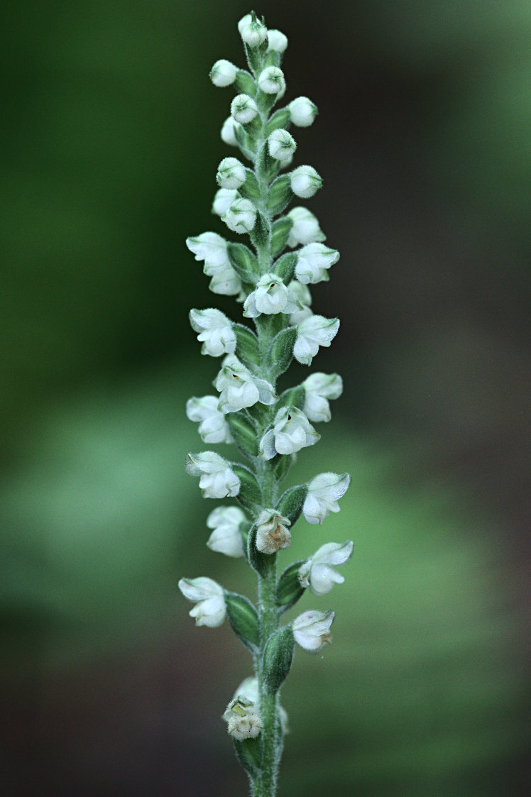 Downy Rattlesnake Plantain