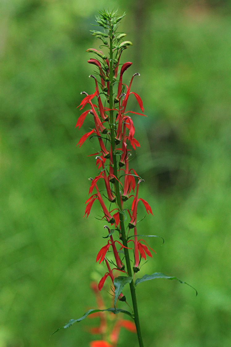 Cardinal Flower