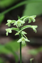 Little Club-Spur Orchid