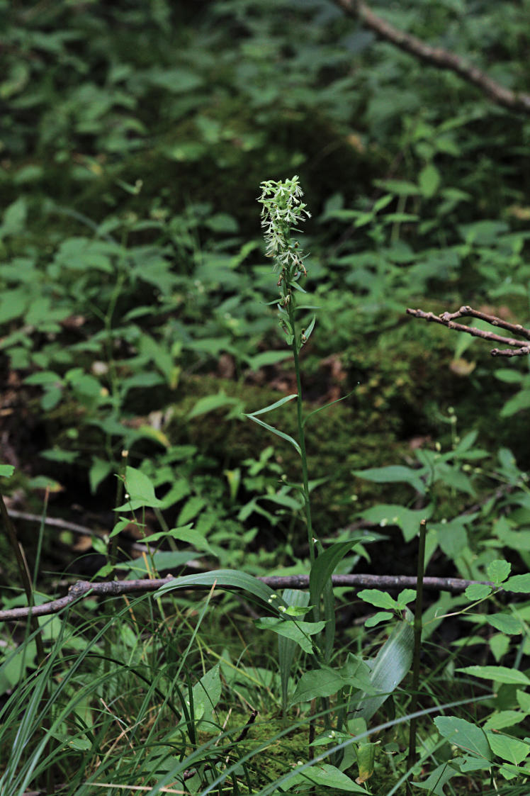 Green Fringed Orchid