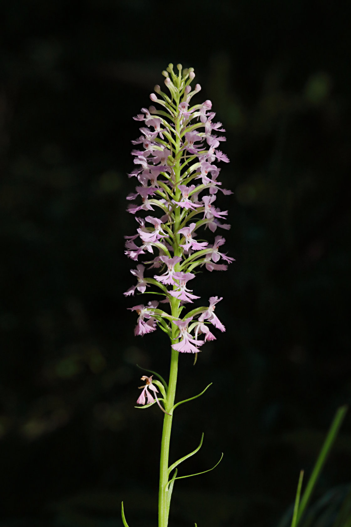 Small Purple Fringed Orchid