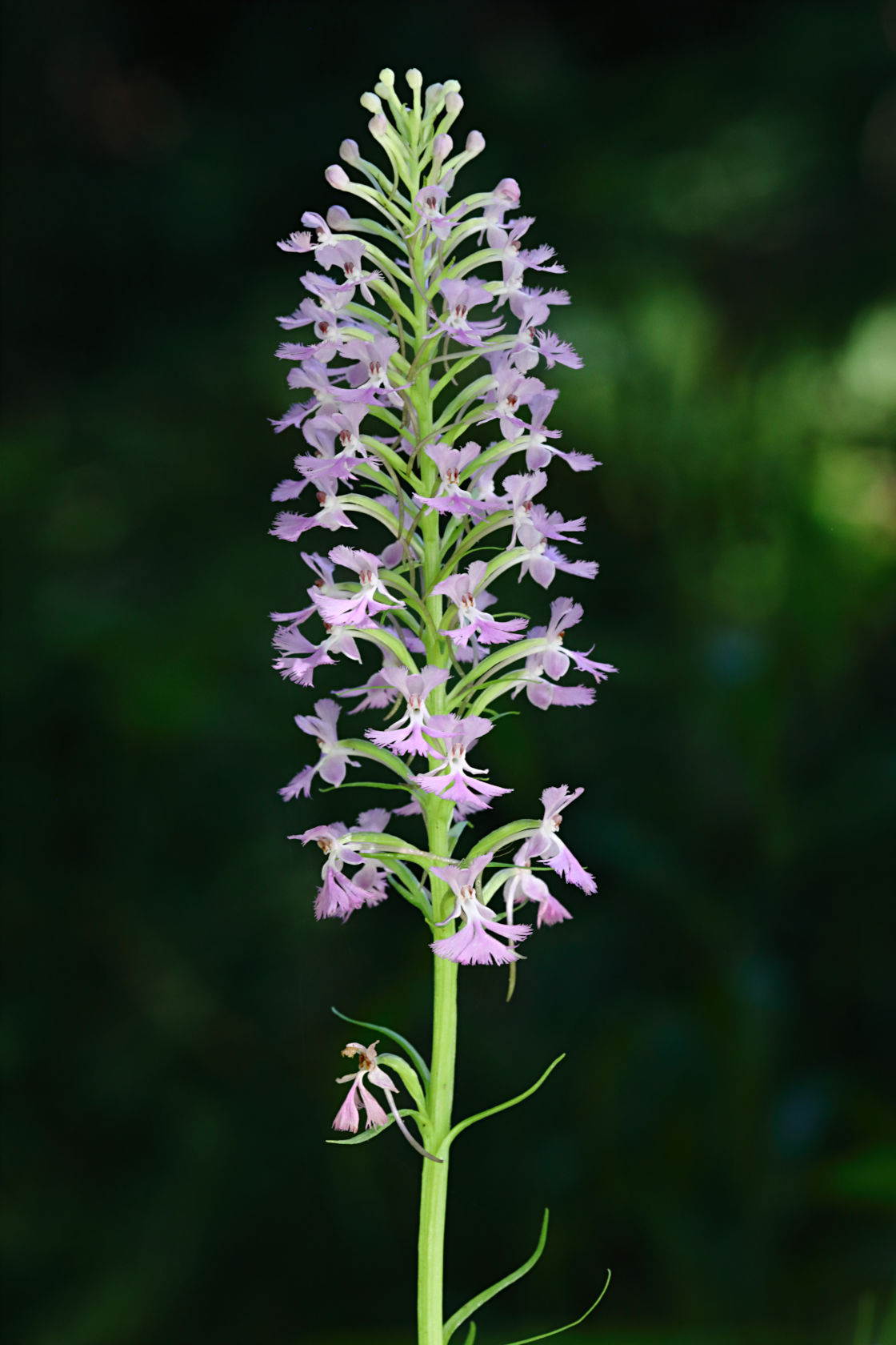 Small Purple Fringed Orchid