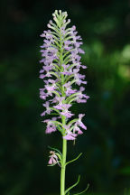 Small Purple Fringed Orchid