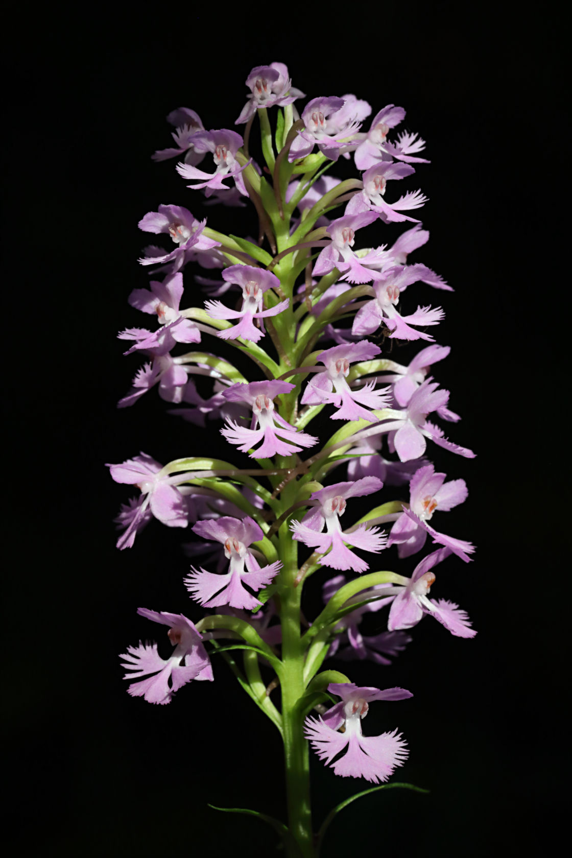 Small Purple Fringed Orchid