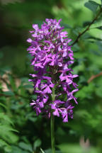 Small Purple Fringed Orchid