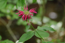 Bee Balm