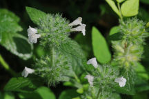 Wild Basil