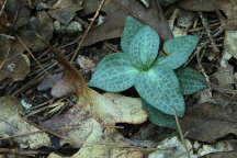 Checkered Rattlesnake Plantain