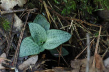 Checkered Rattlesnake Plantain