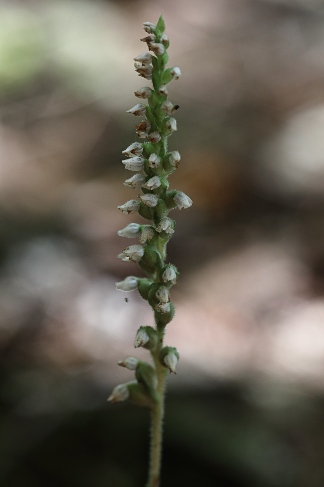 Checkered Rattlesnake Plantain