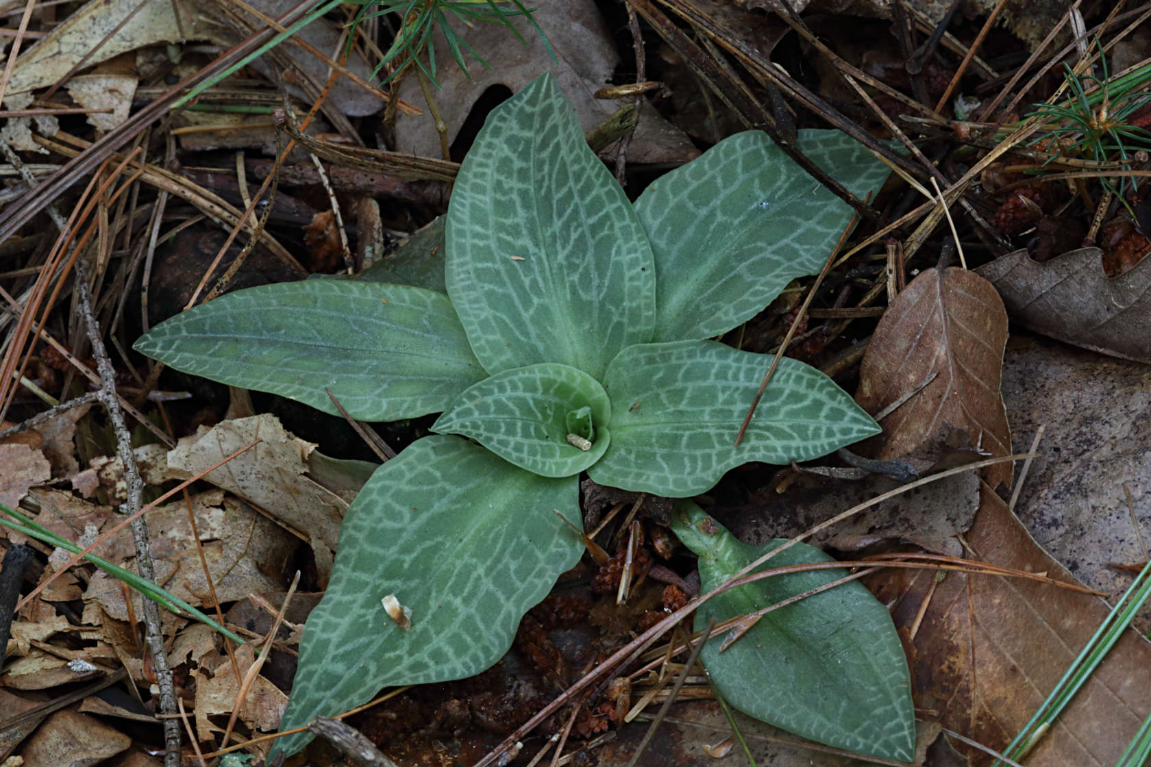 Checkered Rattlesnake Plantain