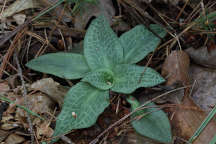 Checkered Rattlesnake Plantain