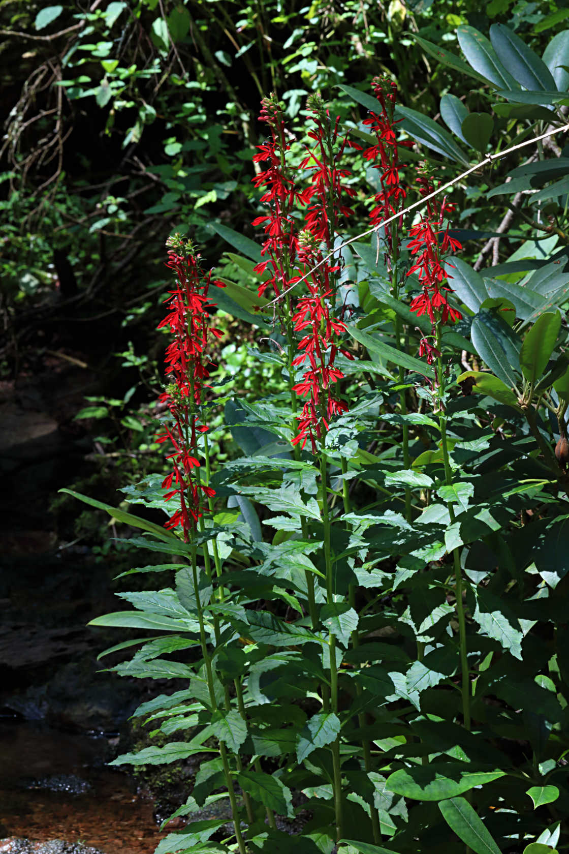 Cardinal Flower