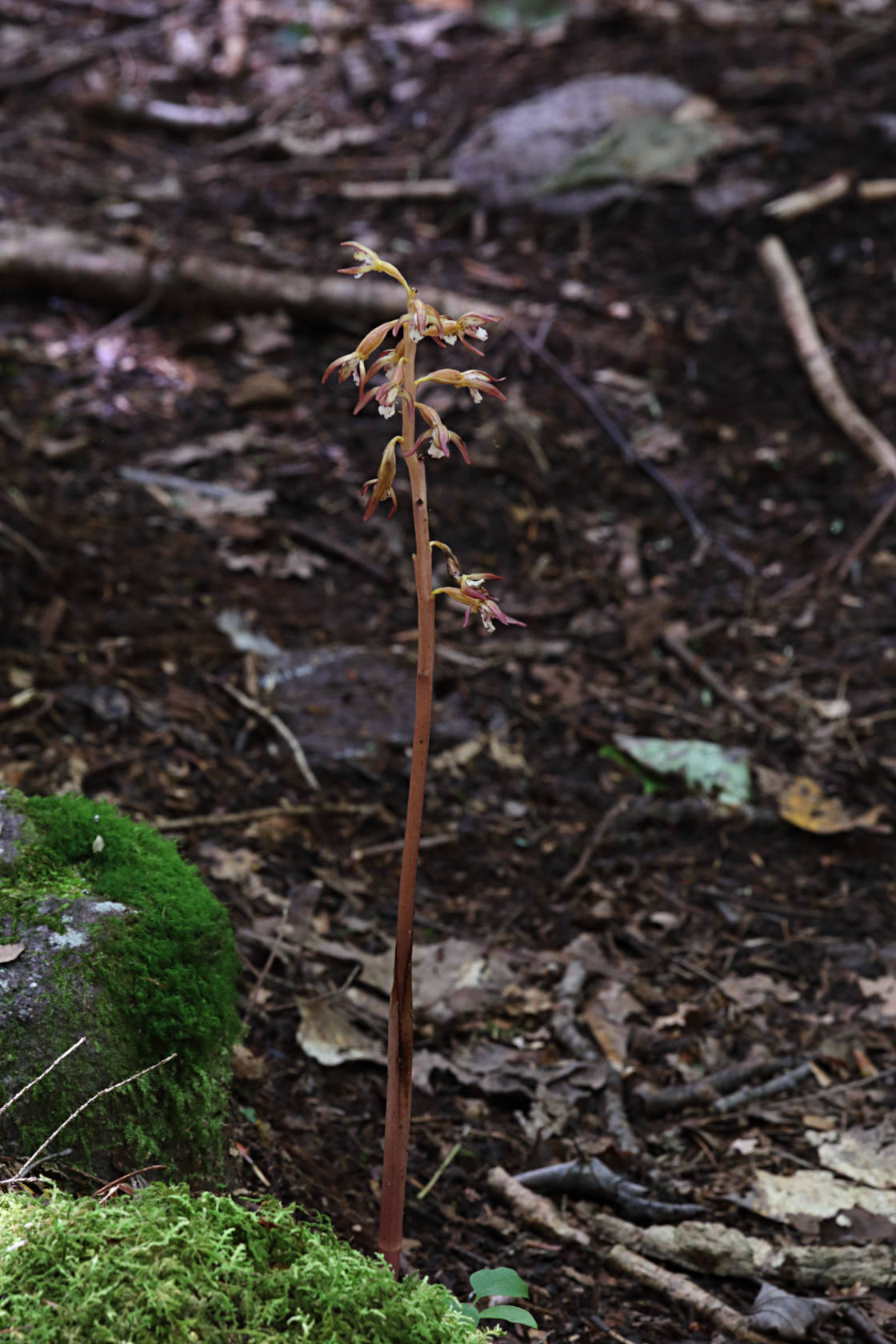 Spotted Coralroot