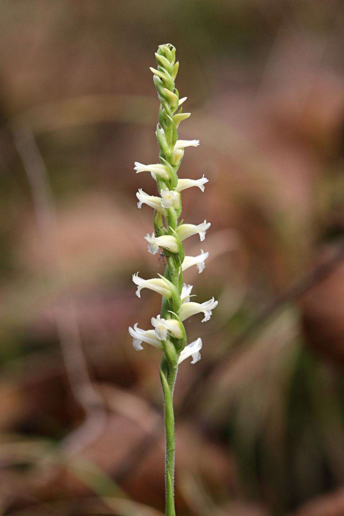 Yellow Ladies' Tresses