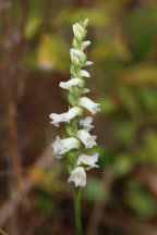 Appalachian Ladies' Tresses