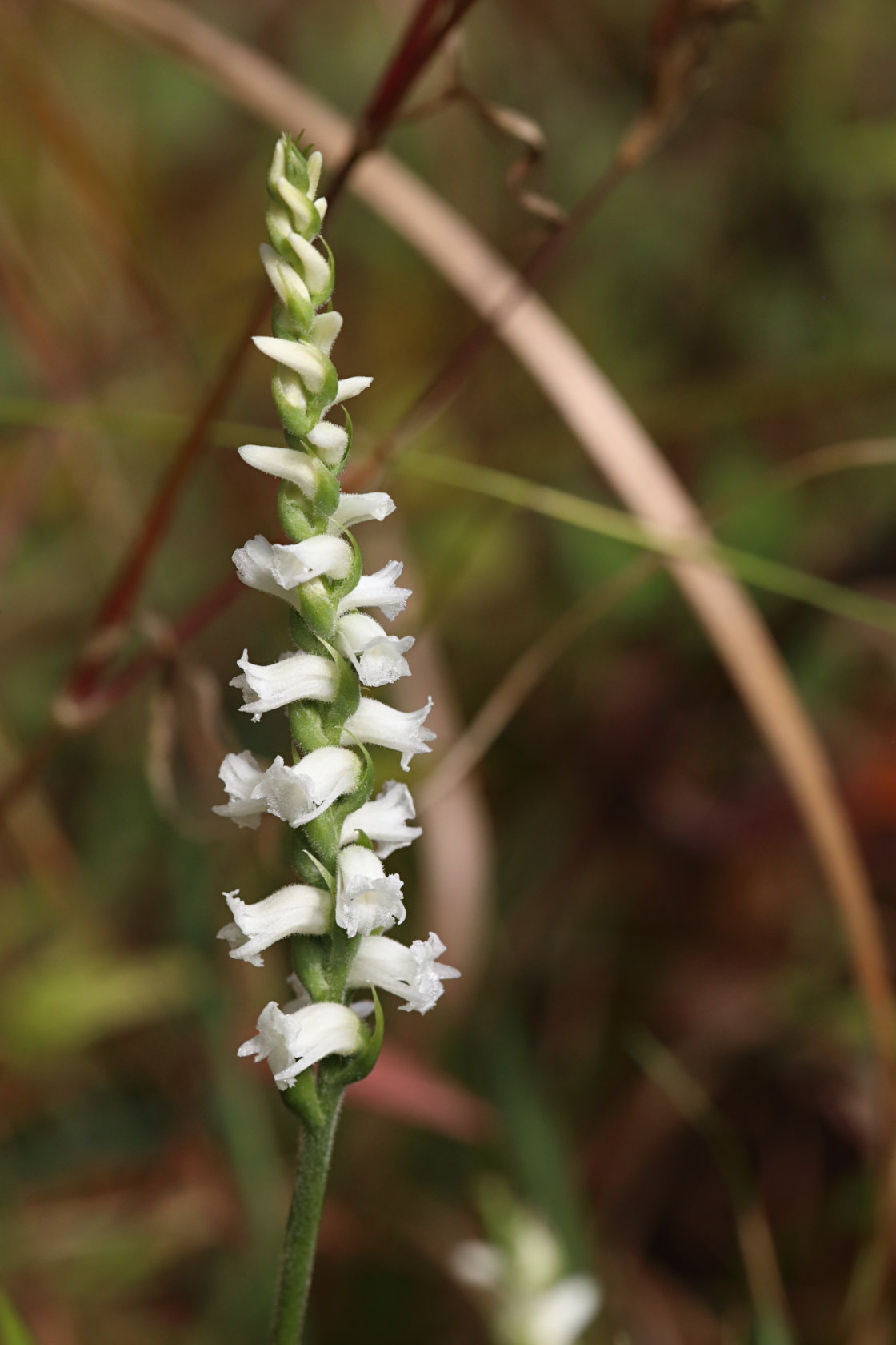 Appalachian Ladies' Tresses