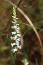 Appalachian Ladies' Tresses