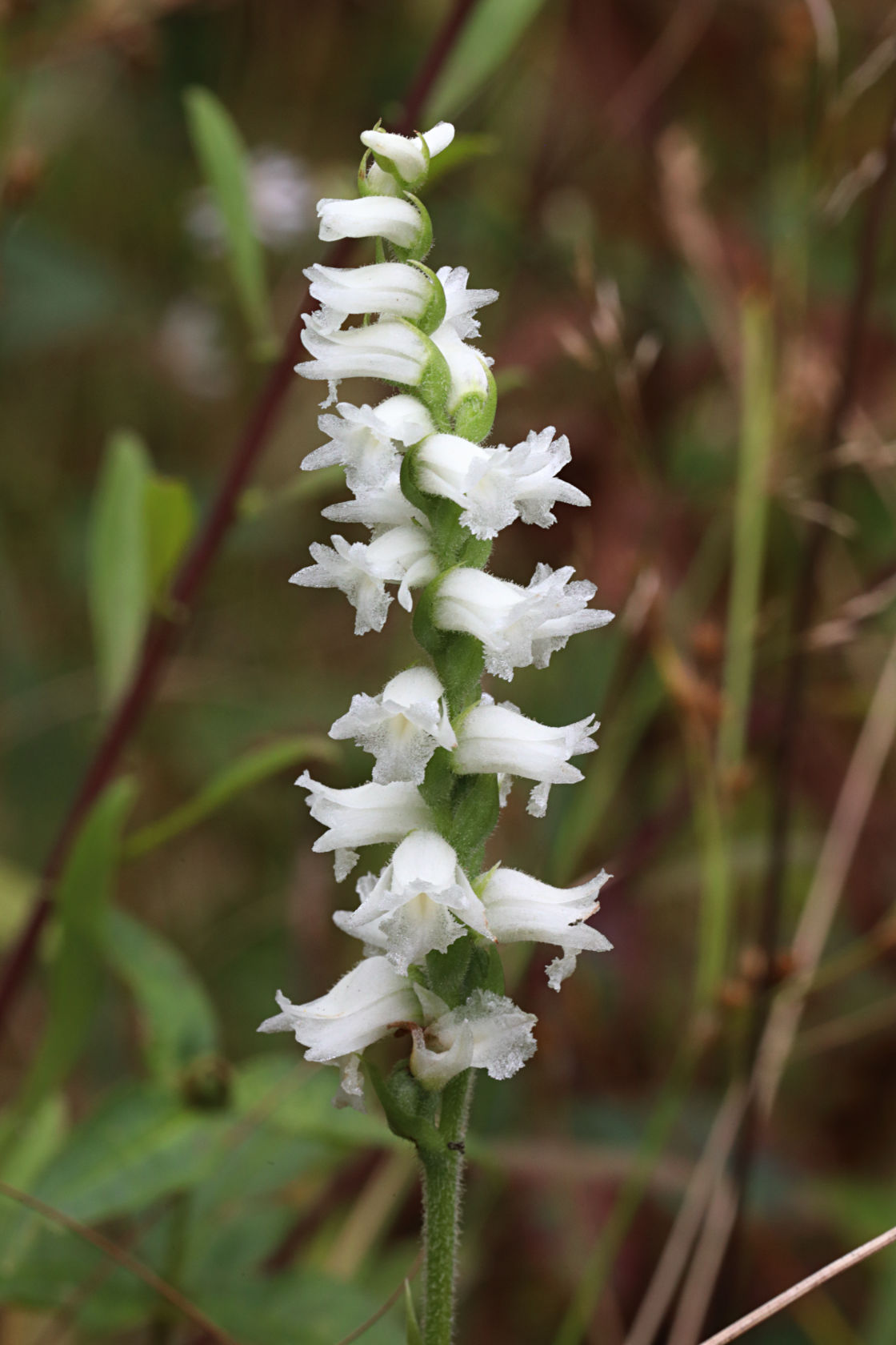 Appalachian Ladies' Tresses