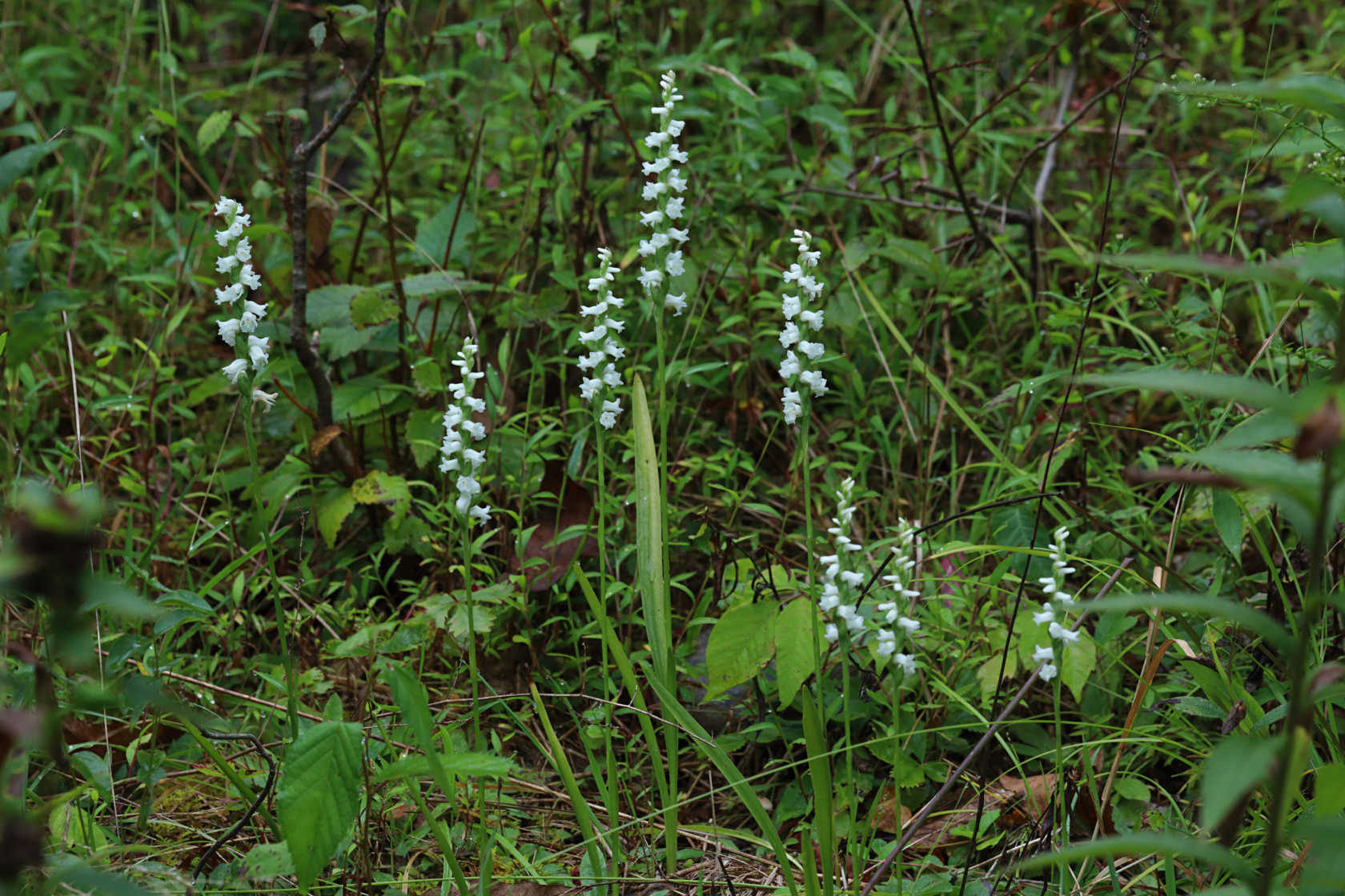 Appalachian Ladies' Tresses