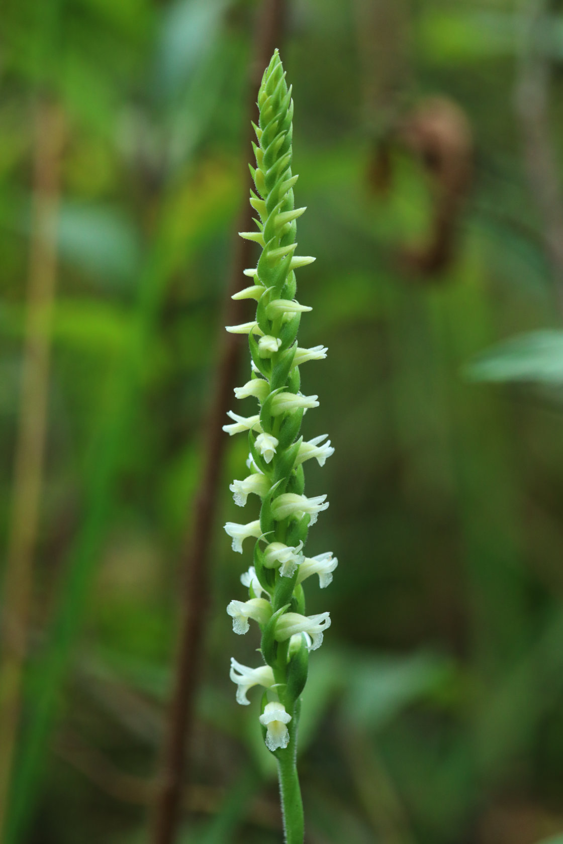 Yellow Ladies' Tresses