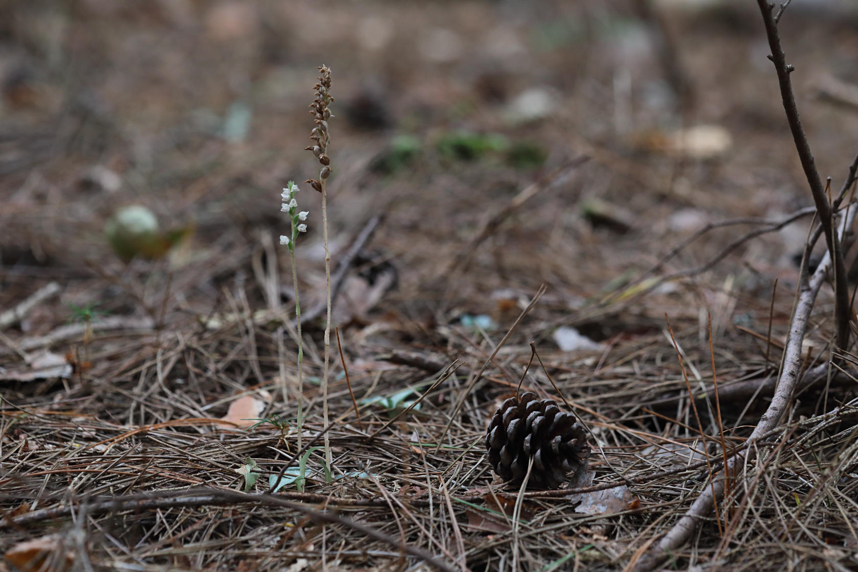 Checkered Rattlesnake Plantain