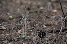 Checkered Rattlesnake Plantain