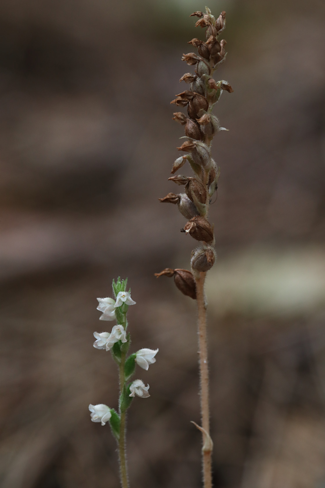 Checkered Rattlesnake Plantain