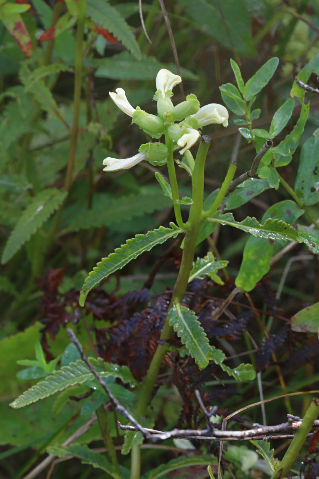 Swamp Lousewort