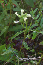 Swamp Lousewort
