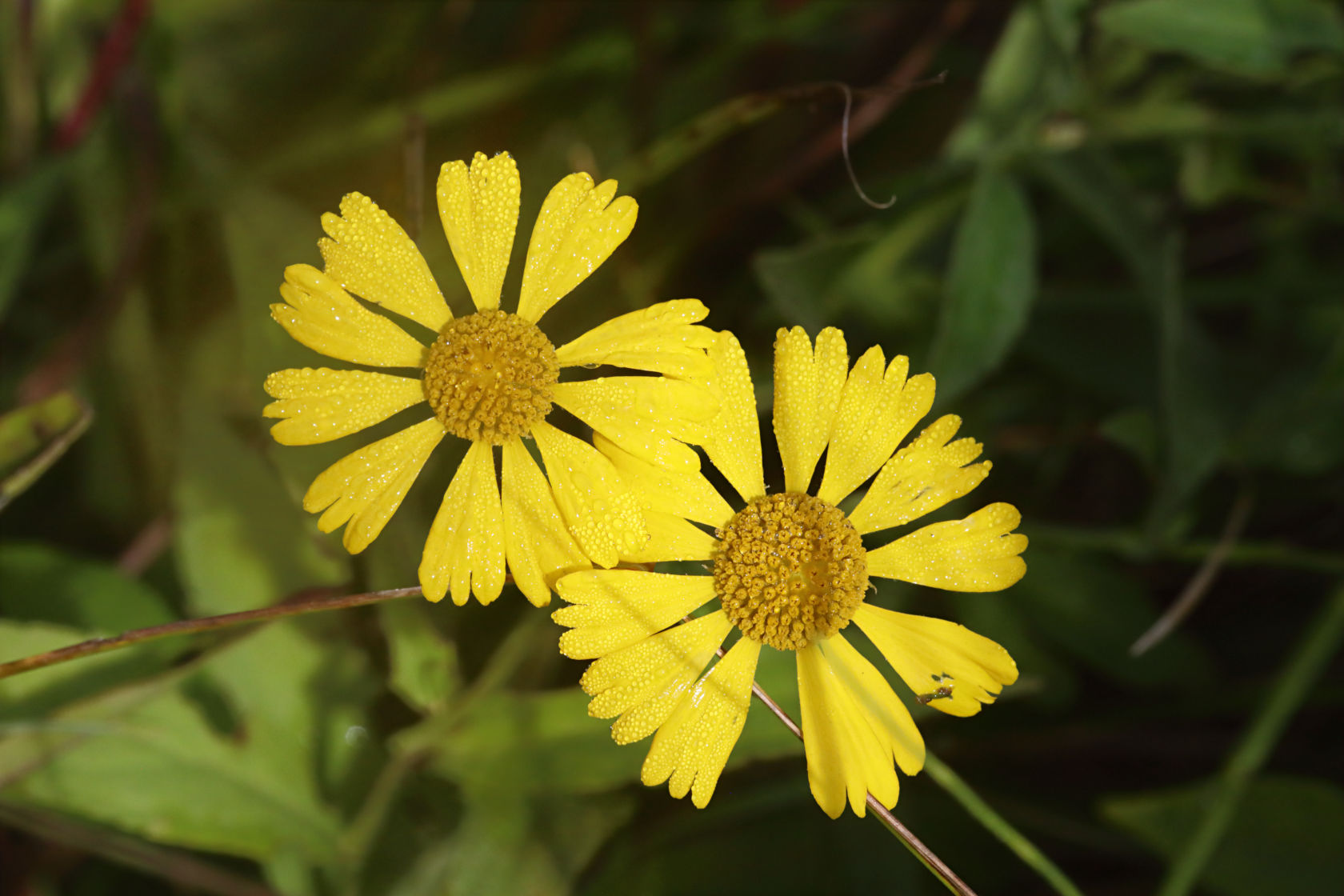 Sneezeweed