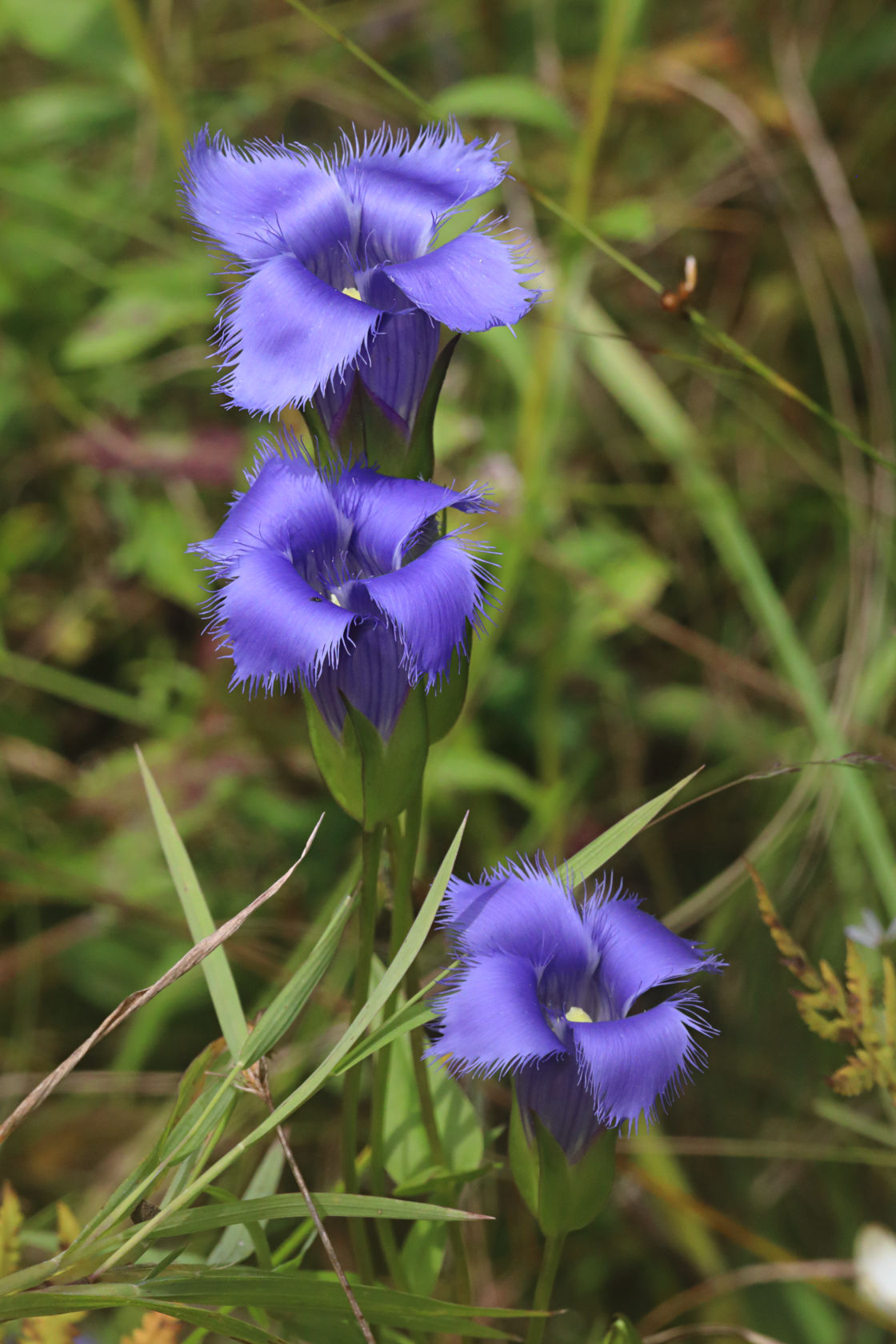 Greater Fringed Gentian