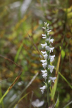 Nodding Ladies' Tresses