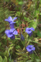 Greater Fringed Gentian