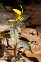 Yellow Trout Lily