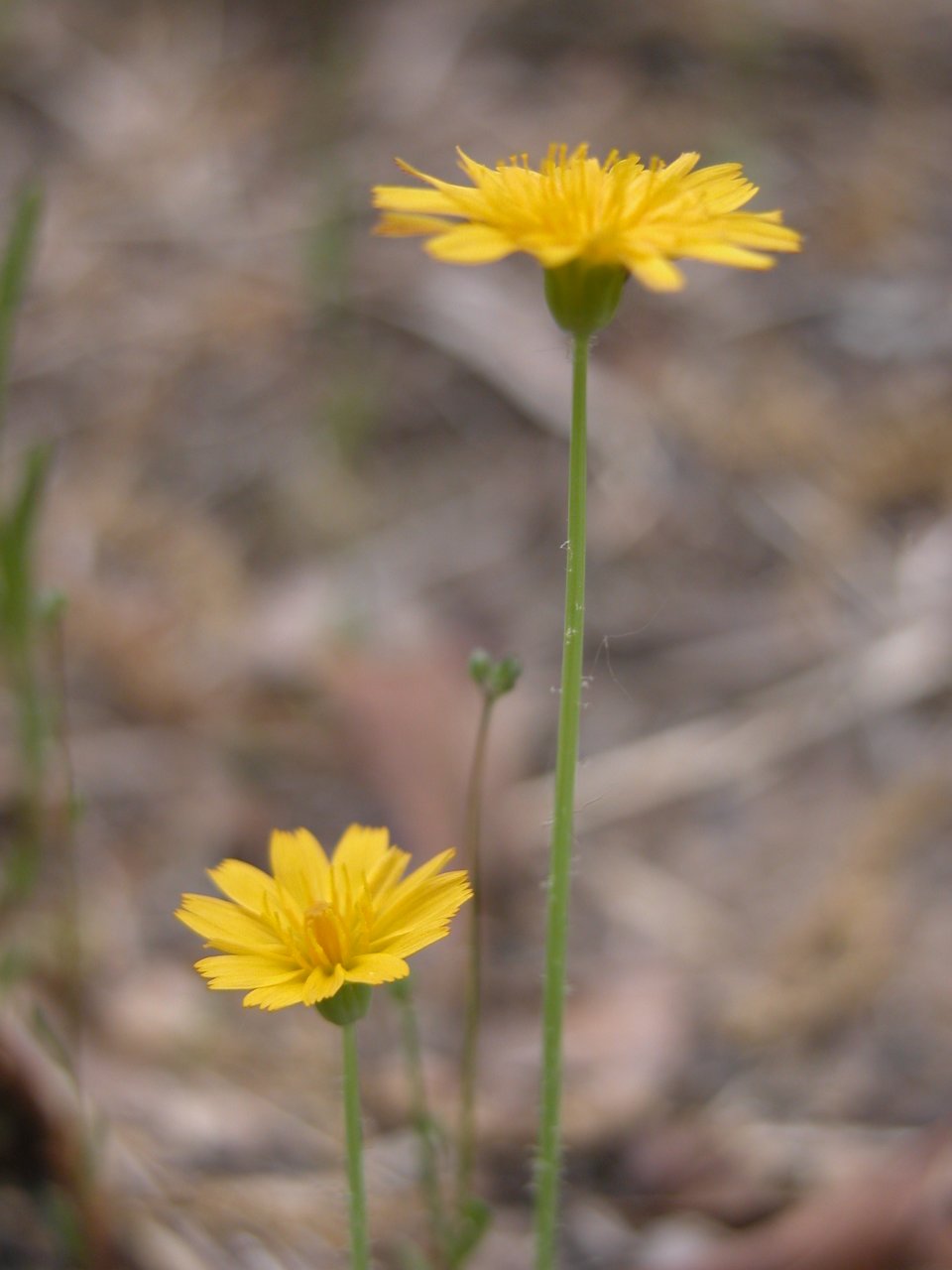 Virginia Dwarf Dandelion