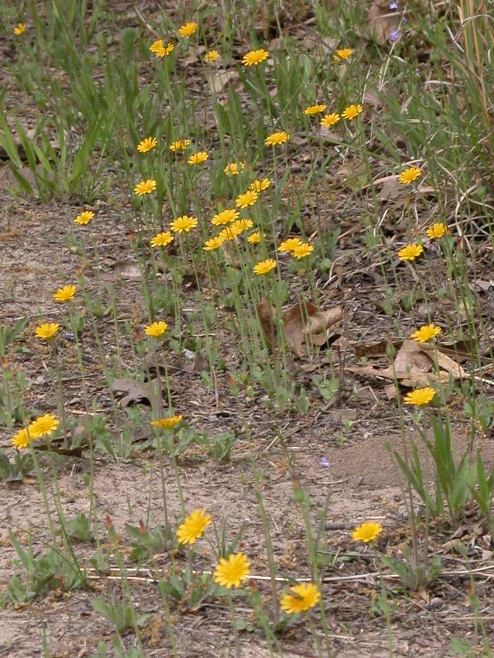 Virginia Dwarf Dandelions