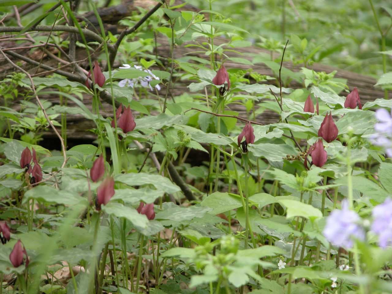 Prarie Trilliums