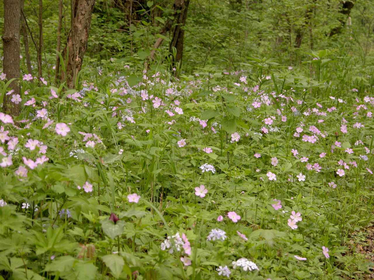 Wild Geraniums