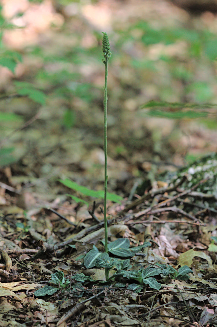 Downy Rattlesnake Plantain