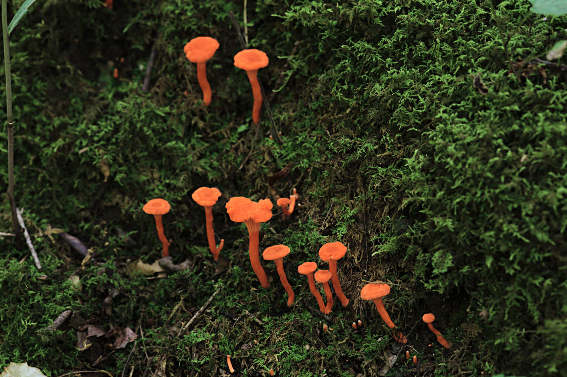 Cinnabar Red Chanterelle