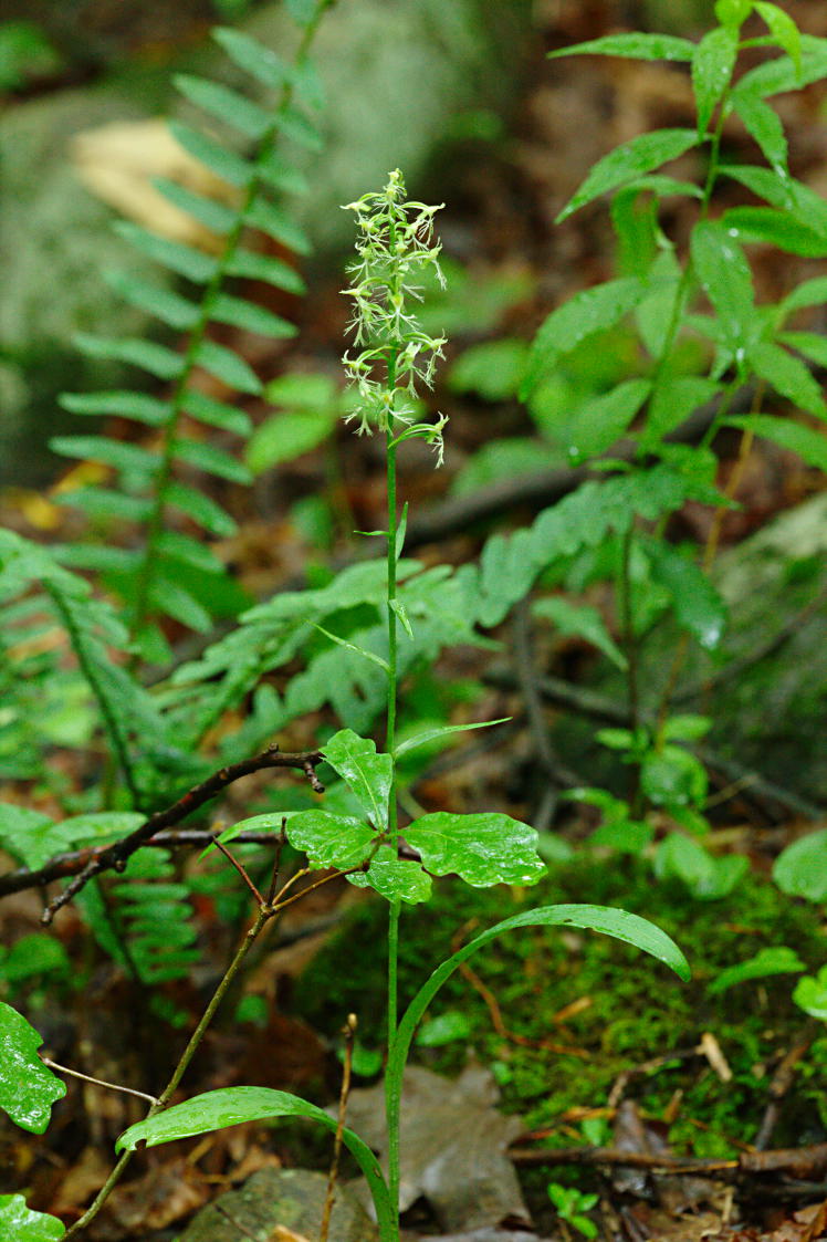 Green Fringed Orchis