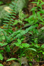 Green Fringed Orchis