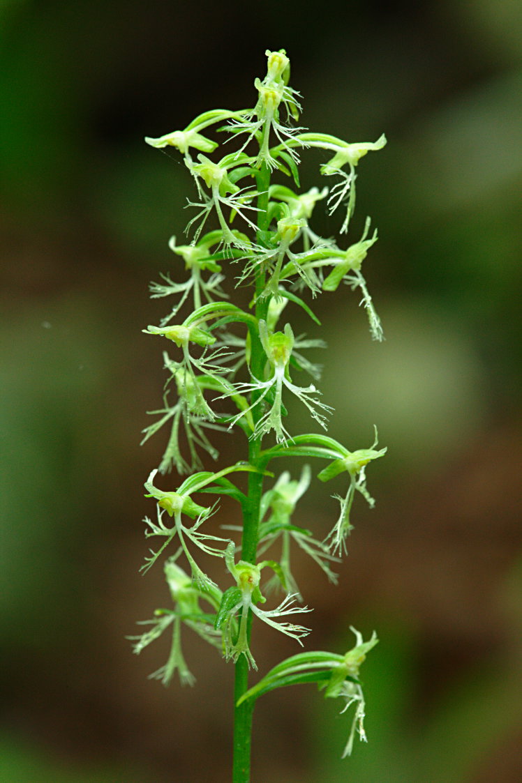 Green Fringed Orchis